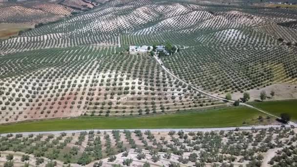 Vista Aérea Uma Quinta Rodeada Por Campos Azeitonas Sul Espanha — Vídeo de Stock