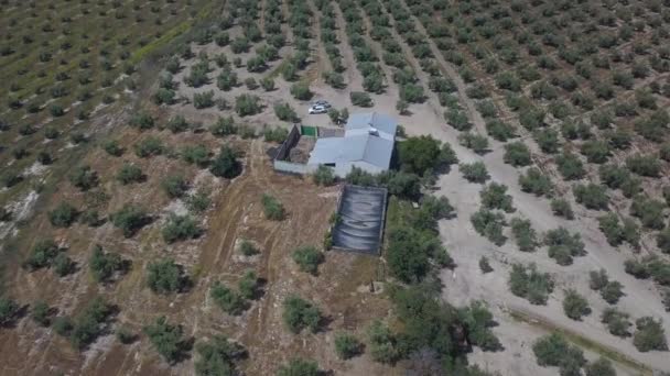 Vue Aérienne Inclinée Vers Bas Entrepôt Dans Champ Olives Espagne — Video