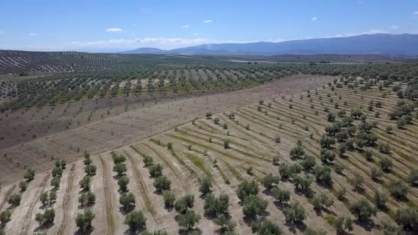 Spanya Nın Güneyindeki Zeytin Tarlalarının Havadan Görüntüsü — Stok video