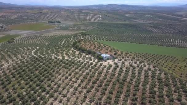 Vista Aérea Uma Fábrica Petróleo Rodeada Azeitonas Sul Espanha — Vídeo de Stock