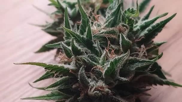 Hochwertige Marihuana Pflanzen Pullaway Cannabis Indica Marihuanapflanzen Nahaufnahme Der Marihuana — Stockvideo