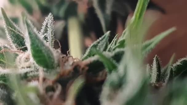 Großaufnahme Einer Marihuana Pflanze Cannabis Knospen Cannabis Busch Trichomes — Stockvideo