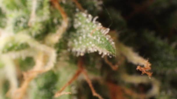 Kanserin Tedavisinde Tıbbi Amaçla Kullanılan Marihuana Tomurcuğuna Aşırı Yakın Çekim — Stok video