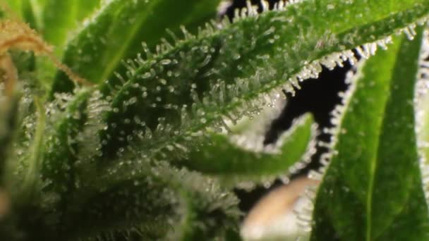 Extremes Makro Von Thc Kristallen Auf Medizinischen Marihuana Knospenblättern Unkraut — Stockvideo