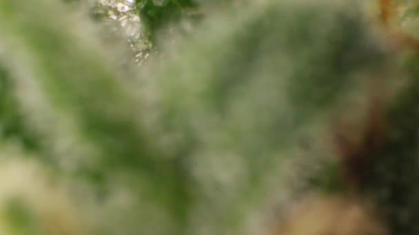 Extrem Närbild Cannabidiol Blomma Kristaller Detalj Färska Gröna Medicinska Marijuana — Stockvideo