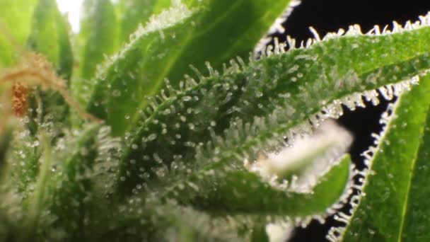 Extreme Nahaufnahme Der Unkrautblüte Transparente Kristalle Auf Marihuana Blättern Voll — Stockvideo