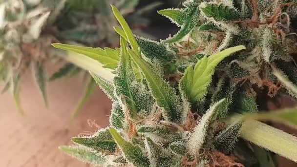 Closeup Marihuana Plant Wooden Table Premium Marijuana Plants — Stock Video