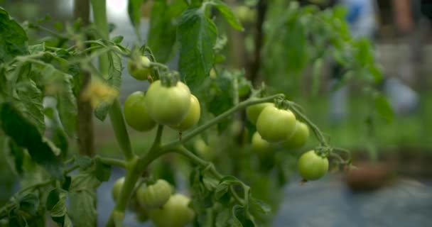 Verse Groene Tomaten Slow Motion — Stockvideo