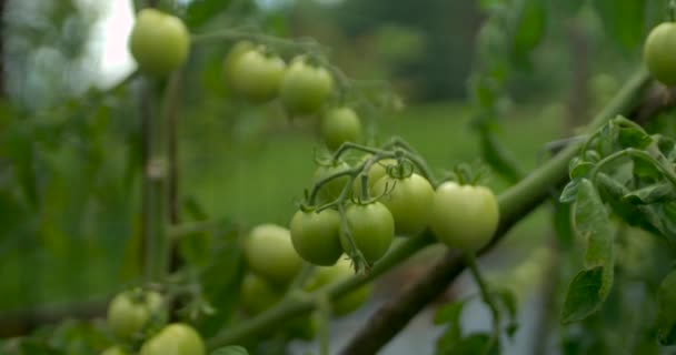 Fresh Green Tomatoes Slow Motion — Stock Video