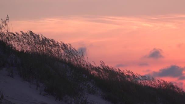 Havre Och Sanddyner Silhuett Tidigt Morgonen Soluppgång Fågelön Söder Sunset — Stockvideo