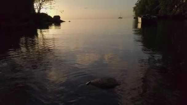 Peixe Balão Morto Flutuando Pôr Sol Água Fundo — Vídeo de Stock