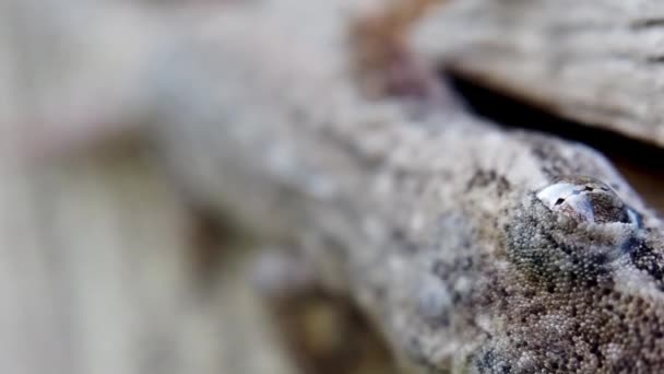 Shallow Focus Panning Shot Body Head Brown Grey Speckled Gecko — Stock Video