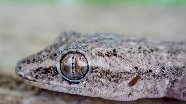 Slow Zoom Unblinking Gecko Eye Macro Shot Motionless Lizard — Stock Video