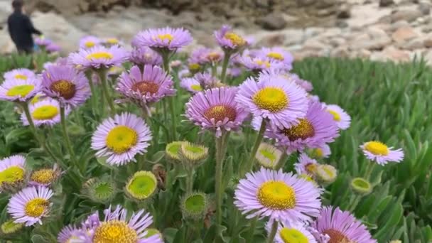 Fioletowe Dzikie Kwiaty Rozkwicie Wzdłuż Nadmorskich Krajobrazów Asilomar State Beach — Wideo stockowe