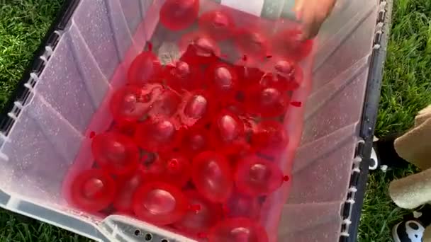 Små Händer Plockar Upp Röda Vattenballonger Från Stor Behållare Full — Stockvideo