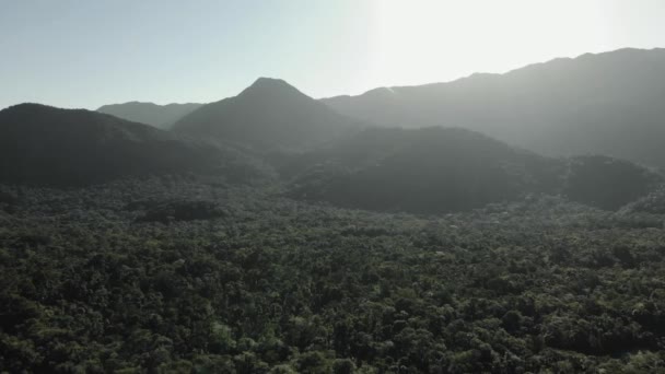 Krásná Vzdušná Moucha Nad Deštným Pralesem — Stock video