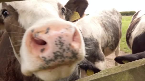 Shot Dairy Cow Attempting Lick Camera Wooden Fence Rural Yorkshire — стокове відео