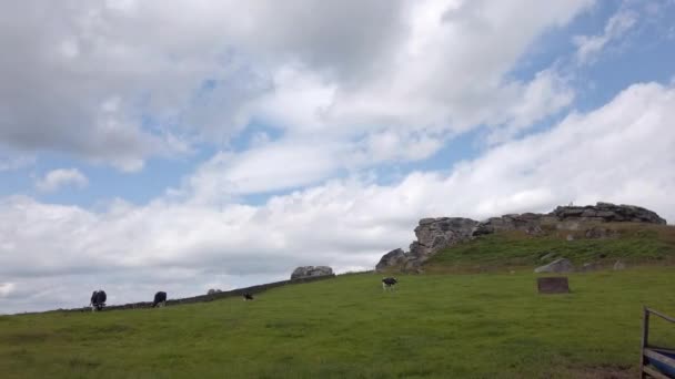 Fading Out Skott Almscliffe Crag North Yorkshire Sommardag Med Kor — Stockvideo