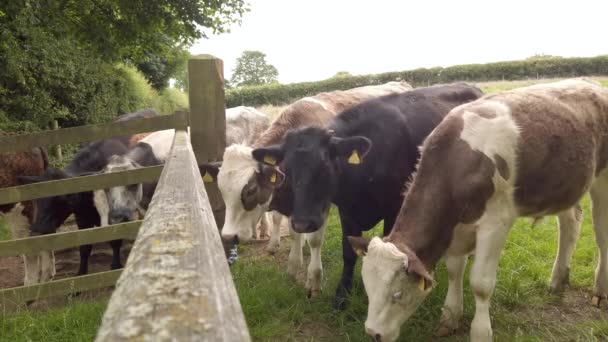 Inyección Estática Vacas Lecheras Detrás Puerta Del Campo Agitándose Moviéndose — Vídeos de Stock