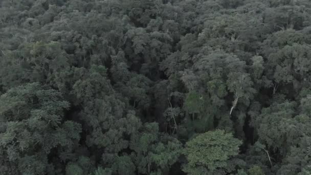 Beautifull Tree Details Brazilian Rainforest Drone Footage — Stock Video