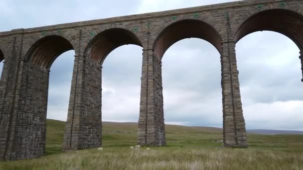 Rechts Naar Links Pan Sheep Grazing Voor Ribblehead Viaduct Het — Stockvideo