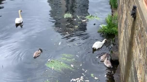 Famiglia Cigni Bianchi Muti Che Nuotano Fuori Dalla Cornice Fiume — Video Stock