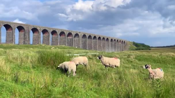 Sheep Grazing Frente Viaducto Ribblehead Yorkshire Del Norte Día Los — Vídeo de stock