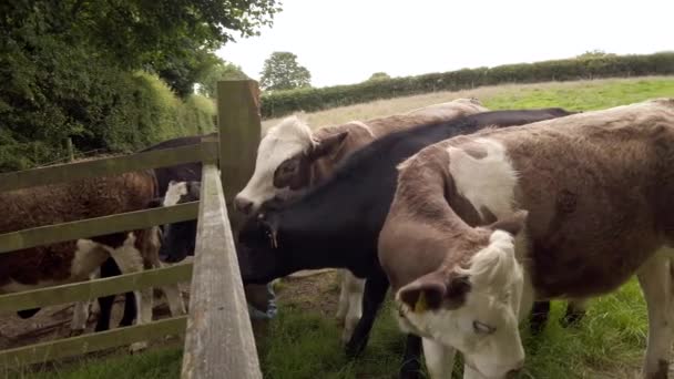 左から右へ酪農牛のパンスローモーションでイングランドのノースヨークシャーのフィールドゲートの後ろに自分自身をクリーニング — ストック動画