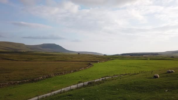 Sheep Resting Field Yorkshire Dales National Park Ingleborough Mountain Background — Stock Video