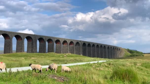 Ovejas Mirando Alrededor Frente Viaducto Ribblehead Yorkshire Del Norte Día — Vídeo de stock