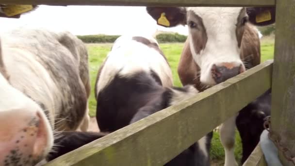 Milchkühe Die Zeitlupe Durch Lücken Einem Holzzaun Lugen Von Rechts — Stockvideo