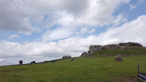 Desvanecendo Shot Almscliffe Crag North Yorkshire Dia Verão Com Vacas — Vídeo de Stock