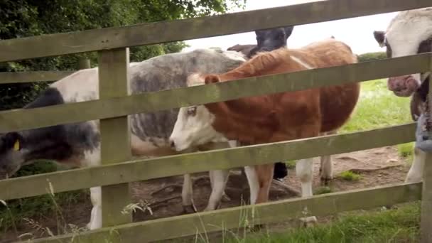 Links Naar Rechts Pan Dairy Cows Peering Field Fence Gate — Stockvideo