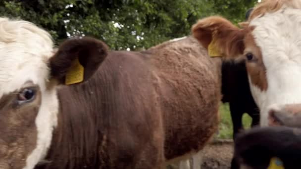 Extreme Nahaufnahme Von Milchkühen Die Zeitlupe Durch Lücken Einem Holzzaun — Stockvideo