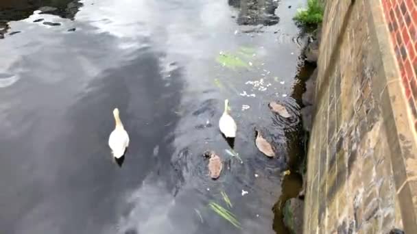 Family White Mute Swans Floating River Amongst Reeds Bread Crumbs — Stock Video