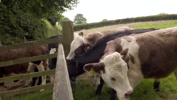 Sinistra Destra Pan Dairy Cow Cleaning Itself Field Gate Nel — Video Stock
