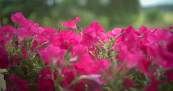 Бугенвиллия Цветы Куст Замедленной Съемки — стоковое видео