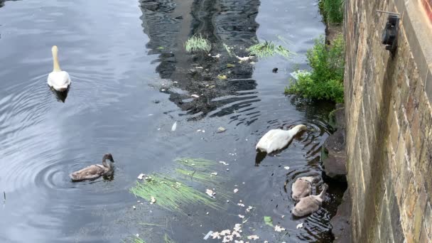 Rodzina White Mute Swans Pływanie Rzece Wśród Trzciny Okruchy Chleba — Wideo stockowe