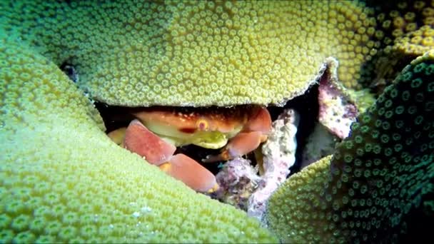 サンゴポリプの下に潜る可変サンゴカニ カルピリウス コンベクサス — ストック動画