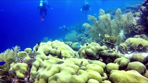 Gruppo Sommozzatori Che Nuotano Attraverso Barriera Corallina Subacquei Esplorano Barriera — Video Stock