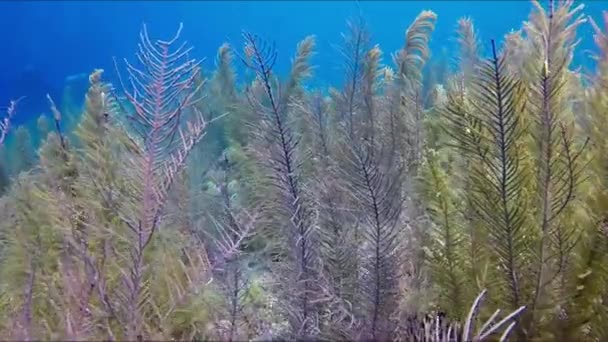 Underwater Seaweed Field Divers Ahead Distance — Stock Video