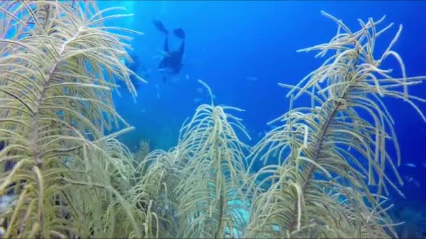 Scuba Divers Gaan Het Rif Panning Door Algen — Stockvideo