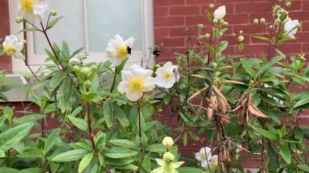 Uma Pequena Abelha Peluda Polinizando Flores Papoula Branca Primavera — Vídeo de Stock