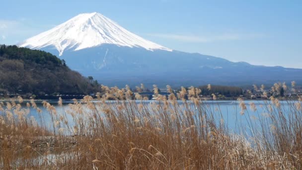 富士山自然景观图片集 以川口湖为前景 草木花和风吹拂 4K超高清视频短片片断 — 图库视频影像