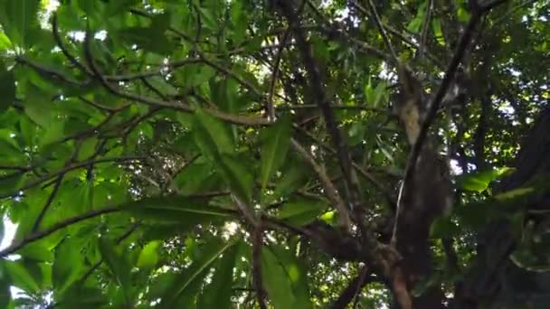 Veja Movendo Sob Floresta Árvores Horário Verão Com Sol Através — Vídeo de Stock