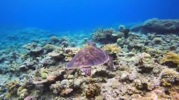 Mavi Okyanus Suyunda Yeşil Kaplumbağanın Mercan Resifi Nde Yüzüşünün Açı — Stok video