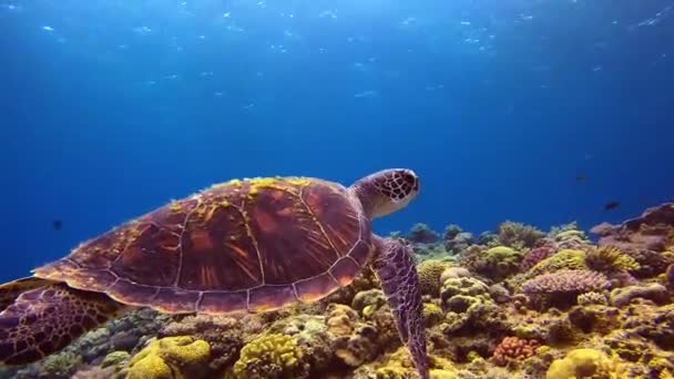 Zelená Želva Mírumilovně Plave Klidu Nad Barevným Korálovým Útesem — Stock video