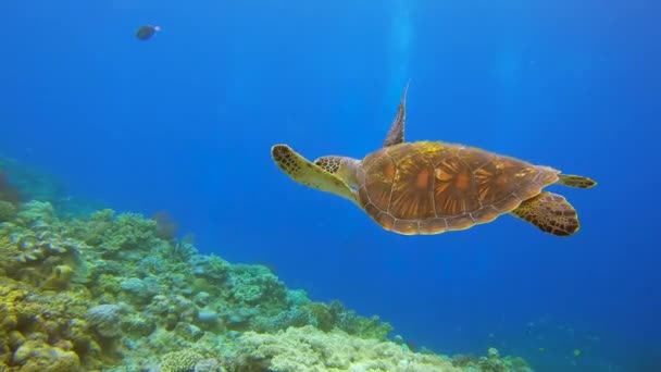 潜水者Scuba潜水者注视着一只绿海龟在珊瑚礁上和平地游动 — 图库视频影像