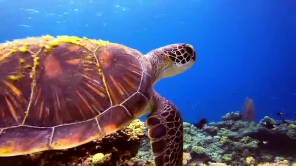 Extremo Primer Plano Tortuga Verde Nadando Sobre Arrecife Frente Derecha — Vídeos de Stock