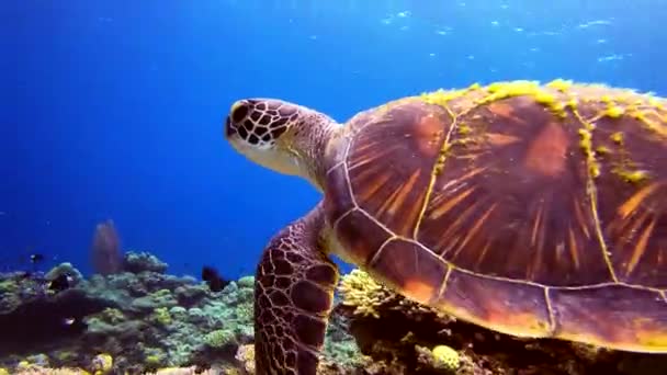 Close Van Groene Schildpad Zwemmen Rif Binnen Armafstand — Stockvideo